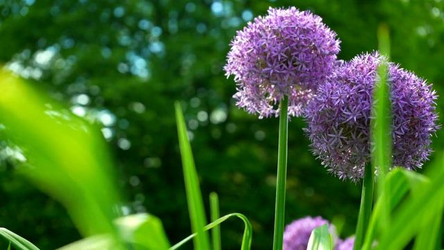 Let's Romp: Allium смотреть онлайн