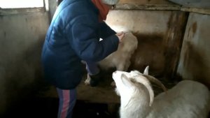 Прокалываю коз витамином Е- селен для повышения иммунитета