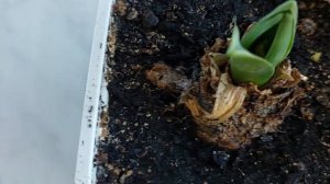 Гиацинты начали давать новые листья.Что делать с ними?