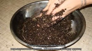Грунт для фиалок  — делаем лучший состав сами