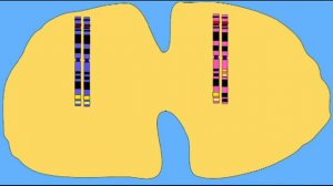 MUTATION TRINUCLEOTIDE REPEATS