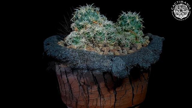 Highlights of the Year 2022 | #Cactus & #Succulent Collection смотреть онлайн