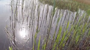 ВЕСЕННЯЯ РЫБАЛКА 2020 в камышах.Взял с собой КОСУ и СЕРП.  Наловил карасей.