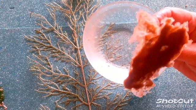 Полнолуние!...