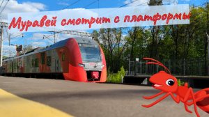 Муравей Николай смотрит на поезда  с платформы Левобережная