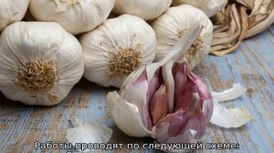 Почему не всходит зимний чеснок