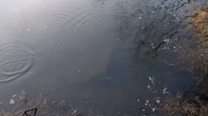 #unboxinglure  "Новинка" IMAKATSU RIBRIZER GEKIASA 130  от ALLBLUE | обзор и тест на воде