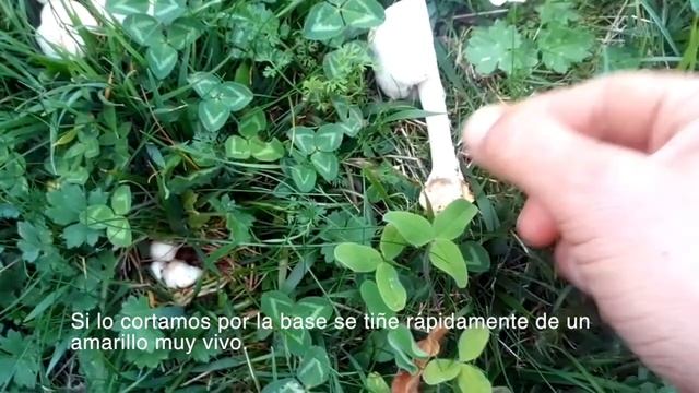 Agaricus xanthodermus смотреть онлайн