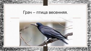 Тренировочный диктант "Грач - птица весенняя" для школьников 2-3 классов