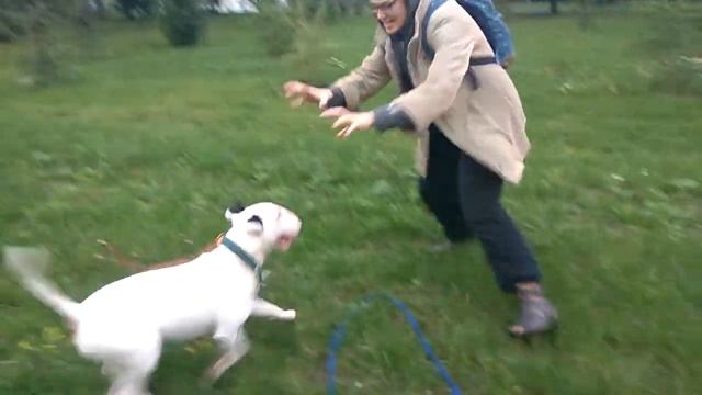 Шок!! Нападение бультерьеров на человека!! Никто не выжил. смотреть онлайн