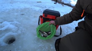 БЕЗМОТЫЛКА ЛОВИТ когда удочки молчат! Взял безмотылку и начал ловить!