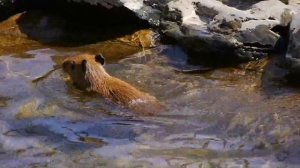 Baby capybaras try to swim in a pond