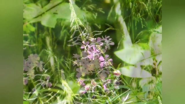 Расслабляющее пение птиц Звуки природы Релаксация. Красивая природа в фотографиях. смотреть онлайн