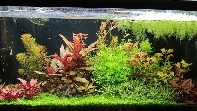 Как избавиться от налета на стенках аквариума за 4 дня смотреть онлайн