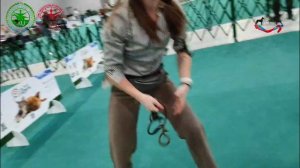 Интервью судьи по породам собак Музгаев А. В. / АМЕРИКАНСКИЙ ПИТ-БУЛЬТЕРЬЕР. Гран При России 2024