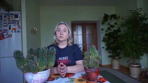 Пустынные кактусы. Подкормка пустынных кактусов.