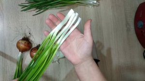 Лук на зелень. Сколько кг. уже собрала?