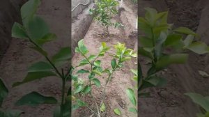 ЛИМОН ПАРВАРИ ДАР НОХИЯИ ЧАЙХУН