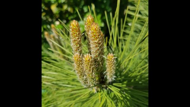 Сосна из очень маленького саженца. Как росла моя сосна в саду - 5 лет в одном видео. смотреть онлайн