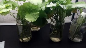 Пеларгонии в воде. Когда же сажать?