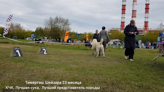 ТИМЕРТАШ ШЕЙЗАРА КЧК, ЛПП (1/10), тем самым закрыла ЧЕМПИОНА НКП и стала ГРАНД ЧЕМПИОНОМ РОССИИ !!! смотреть онлайн