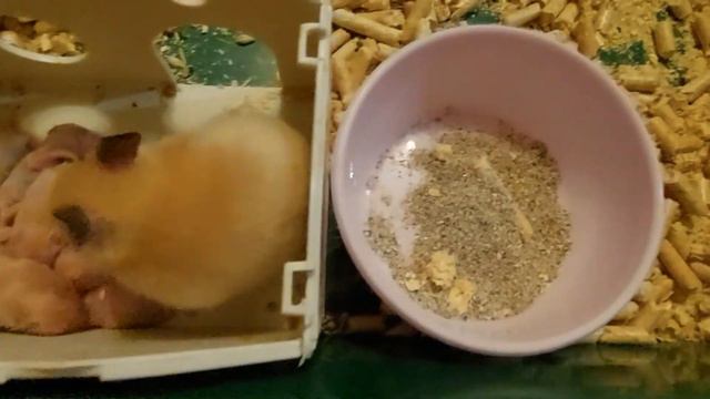 ХОМЯЧКАМ 12 ДНЕЙ (HAMSTERS ARE 12 DAYS OLD)
