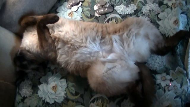 Сон не только продлевает жизнь, но и увеличивает её количество! смотреть онлайн