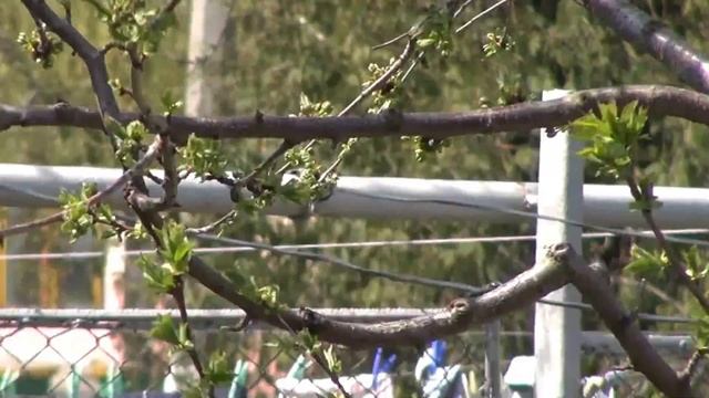 Поздняя весна. Цветёт абрикос. смотреть онлайн