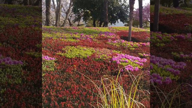 #цветение сакуры смотреть онлайн