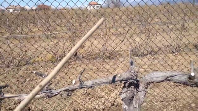 Как да променим формировка на лоза от Кордон в Гюйо. Превратите Кордон - Гюйо.