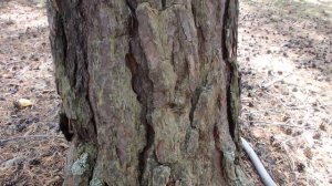 Забытые способы ориентирования. По водорослям