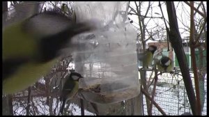 про синичек