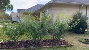 James L. Austin and Olivia Rose Austin - November Flush