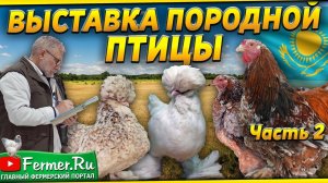 Вот это красота! Кохинхины|султанки|бентамки|ко шамо. Разные породы кур. Мнение эксперта Вахрамеева