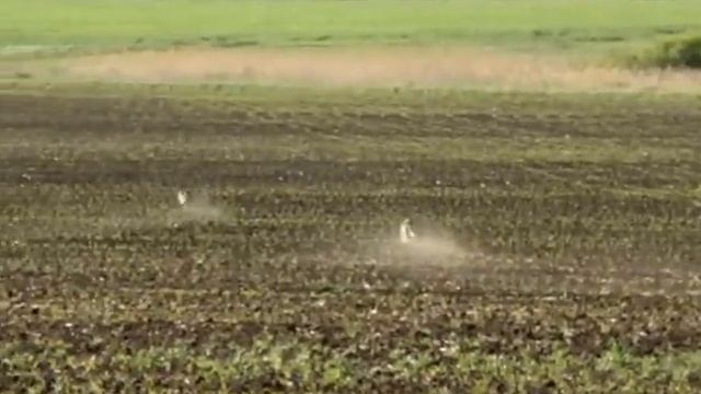 Бигль гонит видимого зайца смотреть онлайн