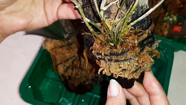 Мои Орхидеи на Блоке | Полив Орхидей | Динамика Роста и Развития смотреть онлайн