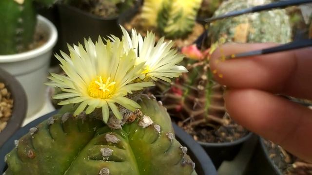 Astrophytum Kikko Koh-yo Flower Cactus - Thụ phấn Xương Rồng смотреть онлайн