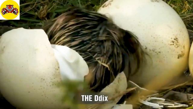 The Brave Ostrich Fights Cheetah, Hyenas, and the Lion To Protect Baby Birds/ #video4k смотреть онлайн