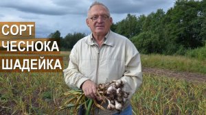 Сорта чеснока в КФХ Дмитриева. Чеснок Шадейка. Доктор с.-х. наук, профессор Сузан В. Г.
