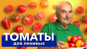 ТОМАТЫ БЕЗ ХЛОПОТ - посадил и забыл! Не надо подвязывать, пасынковать, не болеют и при этом вкусные