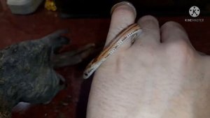 Я купил змею! Маисовый полоз. Первая змея маисовый полоз.