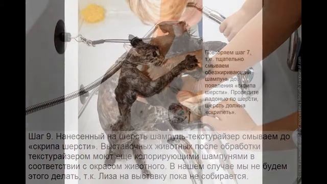 Кота помыть уметь надо! смотреть онлайн