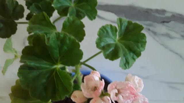 Впечатления от первого цветения пеларгонии "Marbacka Tulpan" смотреть онлайн