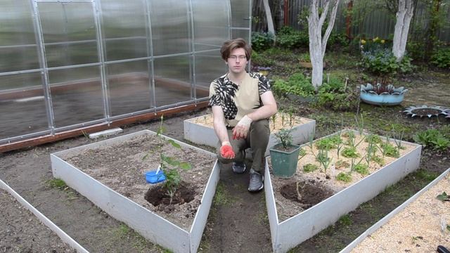 Как высадить саженцы роз в открытый грунт правильно? смотреть онлайн