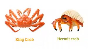 АНГЛИЙСКИЙ (Aquatic Animals)