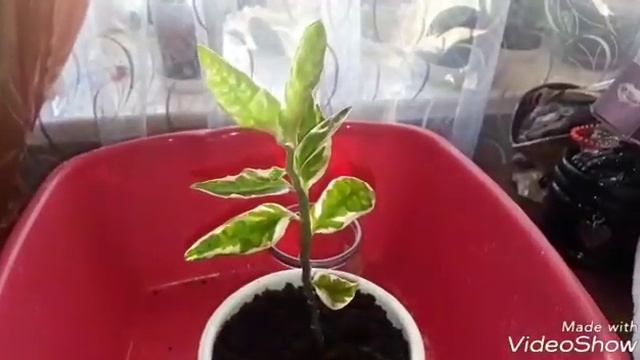 Педилантус (черенкование, посадка, уход, цветение) смотреть онлайн