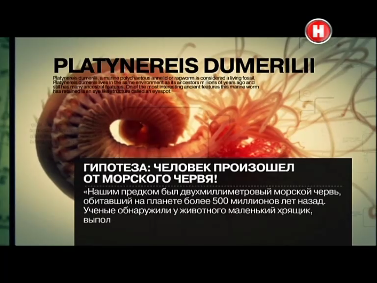 Гипотезы. Происхождение человека