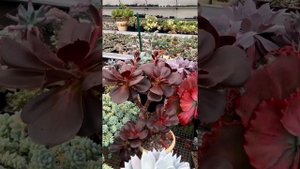 Гигантский клон Echeveria Fireball