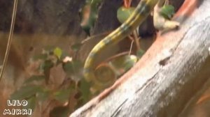 О рептилиях для детей. Знакомство с рептилиями