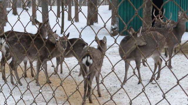 Орловское полесье, пятнистые олени смотреть онлайн